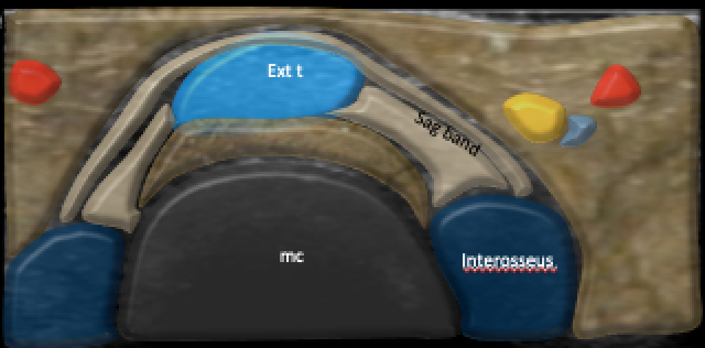 Anatomy of dorsal hood and sagittal bands